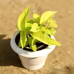 Golden Money Plant in 6 Inch Classy White Perennial plants Plant-image-15