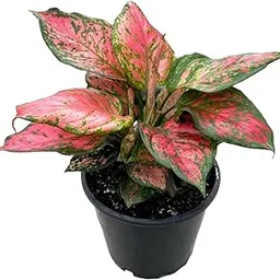 UGALOO Red Imported Aglaonema 1 Live Plants-picture-23