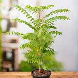 Mphmi Live Plants Nursery Garden Harfarauri, Star gooseberry (Grafted) - Plant-image-83