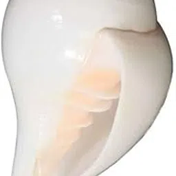 Tej Gifts Natural Blowing Shankh – Original White Vamavarti Conch Shell (Bajnewala Shankh) for Puja, Mandir & Auspicious Rituals (4 to 4.5 Inch)-picture-13