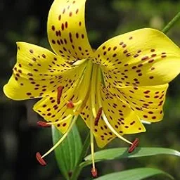 siddhi vinayak gallary SVG® Tiger lily Flower Bulbs for planting home gardening Pack of 2 bulbs (YELLOW)-picture-24