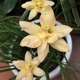 ritz farming Ritz Farming® Rain Imported Flower Bulbs For Home Gardening pack of 10 bulbs (CREAM)-picture-18