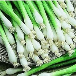 Green World SPRING CUT BUNCHING ONION/PYAJ PATTA/KANDA PATTA SEEDS FOR KITCHEN GARDENING (20 seeds)-image-9