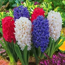 Audbhidhi Hyacinth Imported Winter Flower Bulbs Of Flowers Multicolour live Plants For Garden Flower Pack Of 2Bulbs-picture-37