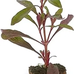 Live Alternanthera Plant, ponnanganni spinach.Best for cooking leaf.very healthy and tasty-picture-53