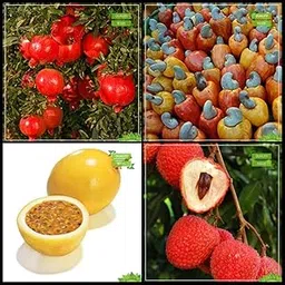 Creative Farmer Garden Seeds Combo Fruit : Pomagranate Dwarf, Cashew Seed, Passion Fruit - Yellow, Lychee Tree Seeds Fruit Seeds For Home Garden-picture-13