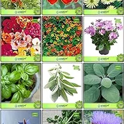 Creative Farmer Summer Combo Herb Seeds & Flower Seeds : French Marigold-Red, French Marigold- Bicolour, Metrecaria-Gold Star, Nemesia-Mix, Nasturtium Mix, Osteopermum-Mix, Basil Green, Sage Broad Leaved, Parsley Gigante ’D Italia, Borage, Celery For Cutting Gewone Snij, Artichoke Green Globe Fruit Seeds For Home Garden-image-49