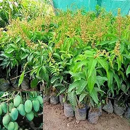 LECOBRIT.Thai All Time Mango Plant Grafted Baramasi Fruit every season All Season Mango Plant Hybrid-image-42