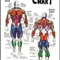 PIXELARTZ Paper Wall Poster Anime Full Body Muscles Anatomy, Motivational and Exercises Illustrations Bodybuilding Gym Posters HD Quality Posters for Home, Office, Room, Gym Wall - Multicolor (706)-picture-49