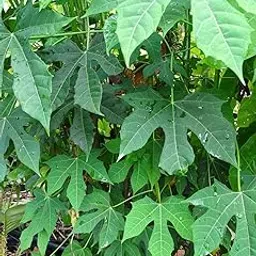 OhhSome Plant For Nursery Chaya (Cnidoscolus Chayamansa Or C. Aconitifolius) / /Tree Spinach - Large Leafy Perennial Shrub From Mexico High Nutrition (Healthy Live Plant)-picture-14