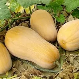 Long pumpkin seeds for planting 100% germination (40 seeds)-picture-21