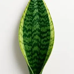 OLEOSA® Live Snake Plant in Nursery Growing with Cutting Leaf – Air Purifying Plant for Home & Office | Easy Maintenance Indoor Plant-picture-18