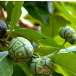 Morinda Tinctoria/Nuna Fresh Leaves/Manjanathi Fresh Leaves - 25-picture-19