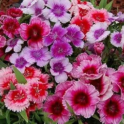 Live Dianthus Plants, Mixed Colors Pink Purple Red White Garden Flowers, Healthy Any One Flowering Plants for Home Garden Landscaping-picture-17
