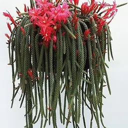 35 Seeds- Rat Tail Cactus Seeds - Grow Indoor & Outdoor - All Season-image-86