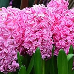Floriculture Greens IMP. Hyacinth Aromatic Charming Flower Bulbs Winter Flower Home Pot/Land Gardening Bulbs Blooming planting (Pack of 1 Pink Pearl Hyacinth)-picture-34