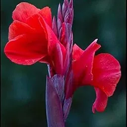 Radha Krishna Agriculture™ Imported Excellent Quality Mix Colour Canna Lily, Canna indica Flower Bulbs for Home Outdoor Gardening Plants Flowering Bulbs (Pack Of 2)-image-64