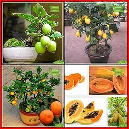 Creative Farmer Garden Seed Combo Bonsai Suitable : Guava, Lemon Seeds, Orange, Papaya Fruit Bonsai SuitableTerrace Gardening-image-1