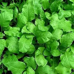 Desi Palak Seeds for Home Garden Organic Pack of 65-picture-10