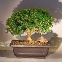 generic Real indoor plants for home decor,Kamini Plants for Garden Indoor (1 Live Bonsai Plant With pot)-picture-26