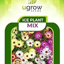U Grow Ice Plant Mixed Color Flower Seeds for Winter Season Multi-packs (50 Seeds)-picture-16