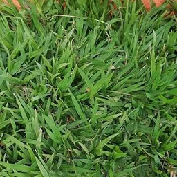 Imported Buffalo Grass Seeds for Home and Gardening (PACK OF 100 grm)-image-63