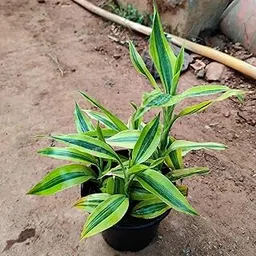 African Lucky Bamboo – Live Plant for Home Entrance & Garden – Pack of 1-image-23