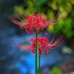 PLANTOGALLERY Flower Bulbs | Lycoris Radiata/Red Magic Lily Rare Variety Flower Bulbs For All Season (Pack Of 5 Bulbs Red) image 1