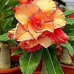 USA Orange Adenium Plant(Original Variety Pack Of-1) Healthy Plant With-1 Pot-image-35