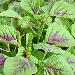 (AVG 10000-20000) seeds Amaranthus(Green) Seeds Kerala Herbal Plant For Small Area Kitchen Garden Home Garden Seeds (ghfgreeam20_Baz)-picture-31