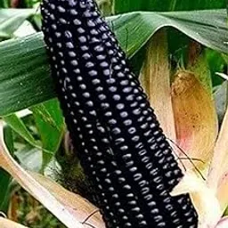 Gebdinsh Garden® Imported Black Sweet Corn Vegetables Seeds For Kitchen Gardening (Pack Of 2 Gram Seeds)-picture-23