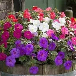 Achimenes ‘Mix’ Beautiful Flower Bulbs for Summer- Autumn Season-(Pack of 5 Bulbs)-picture-24