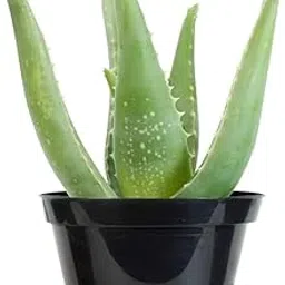Garden Art Aloe Vera Easy Care Succulent Live Plant, 6" Pot, Indoor Air Purifier Healthy Medicinal Plant With Nursery Pot (Pack of 1)-picture-26