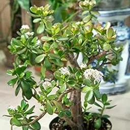 Jade plant indoor live plant big size, Big size live plant of jade (Pack of 1)-picture-21