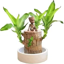 Brajilian lucky wood plant, Brazil lucky wood plant indoor brazilian good luck plant 1 live plant-image-56