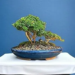 Beautiful banyan bonsai tree live plant,Japanese boxwood bonsai plant 5 Years old (Pack of 1 With pot)-image-53