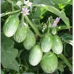 Live grafted brinjal plants // live grafted plant for brinjal (pack of 5)-image-0