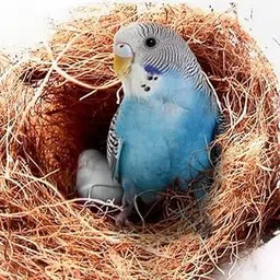 MASHKI Coconut Fiber, Loose Bedding Substrate Laying Eggs for Birds Nest Cages, Nesting Material Birds (150)-picture-42