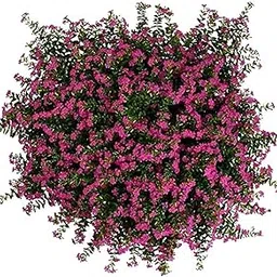 Garden Art New Cuphea FloriGlory Diana/Stardut Bush Round the year dark pink flowering Live Plant with Nursery Grower's Bag/Pot (Pack of 1 Healthy Live Plant) (CUPHEA DWARF)-image-55