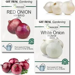 Navika Seeds Red Onion & White Onion Hybrid Vegetable Seeds For Gardening | Free E Growing Guide For Kitchen Garden, Backyard Gardening, Planting Included | 5 Gram Each | Total 10 Gram Seeds-picture-11