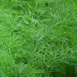 Agrey Soya Dill/Soya Sagh Vegetable Seeds (Green, Pack of 500 Seeds)-picture-58