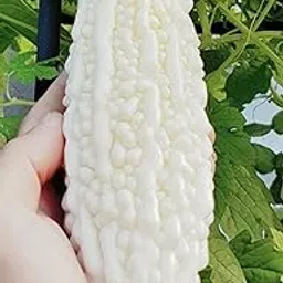 Hybrid Bitter Gourd White Long High Yield 40+ Seeds-image-70