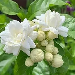 Live Jasmin Flower Plant With Growing Bag - Hybrid And Halthy Flower Plant - Flowring In 3 Month - Plant Hight 1-3 Fit-picture-51