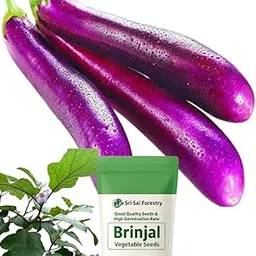 SRI SAI FORESTRY Organic Long Brinjal Seeds – Pack of 50 | Eggplant | Begun | Kathirikai | Vankaya | Badanekai Vegetable Seeds | Terrace Balcony Kitchen Home Garden Planting-image-82