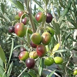 Olive tree live plant Pack of 1-picture-26