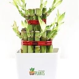Pot's & Plant's 3 Layer Lucky Bamboo Live Plant in White Pot (3inch) for Gifting, Indoor Home Decor, Tabletop & Office Desk-image-1