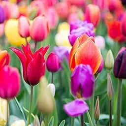 FernsFly® Flower Bulbs Tulip Imported Flower Bulbs for Gardening Flower Bulbs Winter Flower Home Gardening Bulbs (Pack of 1 The Multi Mix Tulip)-image-25
