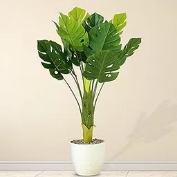 Ekhasa Nostrae Monstera Artificial Plant with Pot for Home Decor (Big Size: 2 feet 4 inches, 12 Leaves) | Artificial Tree for Home Decor | Tall Plastic Decorative Indoor Plants for Living Room-picture-16