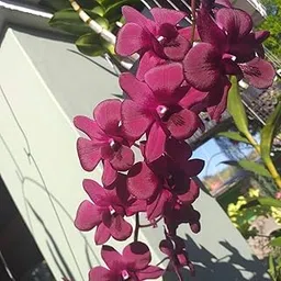 Florona Dendrobium Orchid Live Plant (Pioneer) - Exotic Live Houseplant – Fragrant Tropical Flower (1 Live Plant on Pot) Beginner Friendly Orchid for Indoor/Outdoor home garden-picture-55