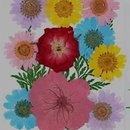 1 Box Natural Multicolor Pressed Daisy Flowers | Delicate Dried Flowers Art Craft Mixed Soap, Candle, Scrapbook, DIY, Resin Tray Jewellery, Pendant ( Multicolor Pressed Flowers )-picture-42